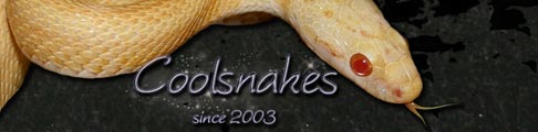Coolsnakes